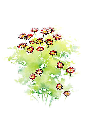 PSD 꽃 여러송이 일러스트 캘리그라피 자연 사람없음 국내일러스트 식물 다수 생태계 파일형식