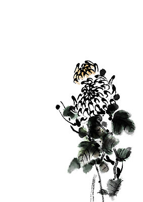 PSD 잎 일러스트 캘리그라피 자연 국화 수묵화 사람없음 국내일러스트 식물 꽃 미술 생태계 파일형식