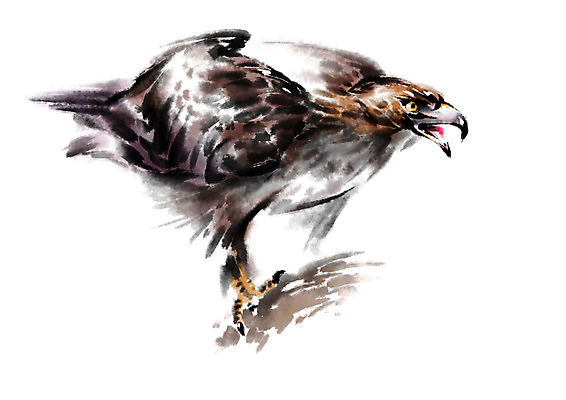 PSD 한마리 야생동물 일러스트 캘리그라피 자연 사람없음 독수리 매_조류 맹금류 국내일러스트 동물 1 조류 생태계 파일형식