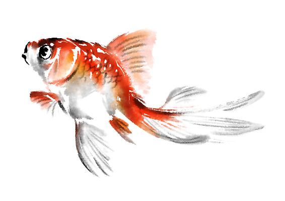 PSD 한마리 일러스트 캘리그라피 자연 사람없음 금붕어 국내일러스트 1 어류 생태계 파일형식