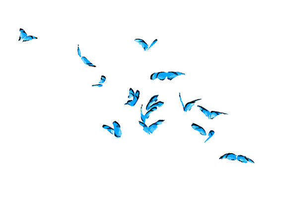 PSD 나비 여러마리 일러스트 캘리그라피 자연 사람없음 국내일러스트 다수 곤충 생태계 파일형식