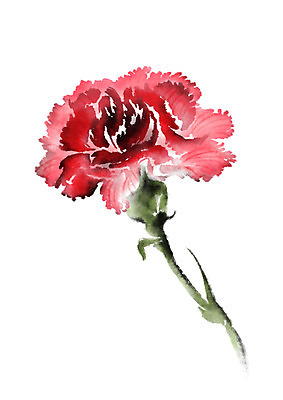 PSD 한송이 일러스트 캘리그라피 자연 사람없음 빨간색 카네이션 국내일러스트 1 꽃 컬러 생태계 송이 파일형식