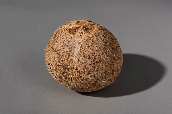 포토 JPG 스튜디오촬영 백그라운드 과일 실내 사람없음 한개 껍질 코코넛 국내포토 1 내부 파일형식