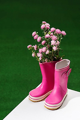 포토 JPG 스튜디오촬영 꽃 실내 장화 초원 사람없음 여름 비 장마 과꽃 국내포토 자연요소 식물 계절 신발 날씨 내부 비_날씨 파일형식