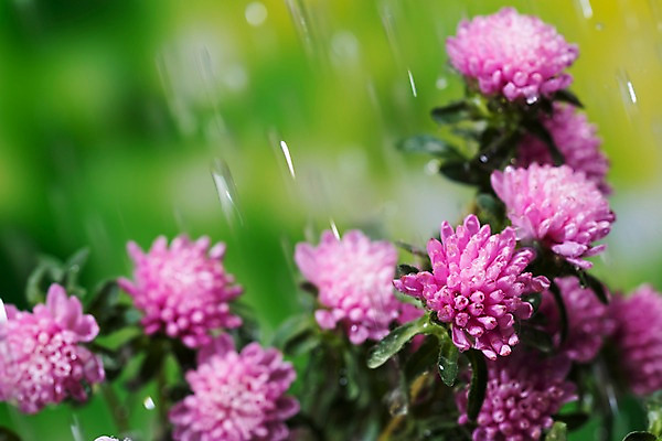 포토 JPG 주간 꽃 근접촬영 사람없음 야외 아웃포커스 여름 비 장마 과꽃 국내포토 자연요소 식물 계절 뷰포인트 날씨 촬영기법 비_날씨 파일형식