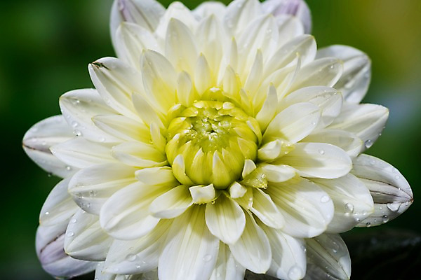 포토 JPG 주간 꽃 근접촬영 사람없음 야외 여름 비 빗방울 달리아 장마 국내포토 자연요소 식물 계절 뷰포인트 날씨 비_날씨 파일형식
