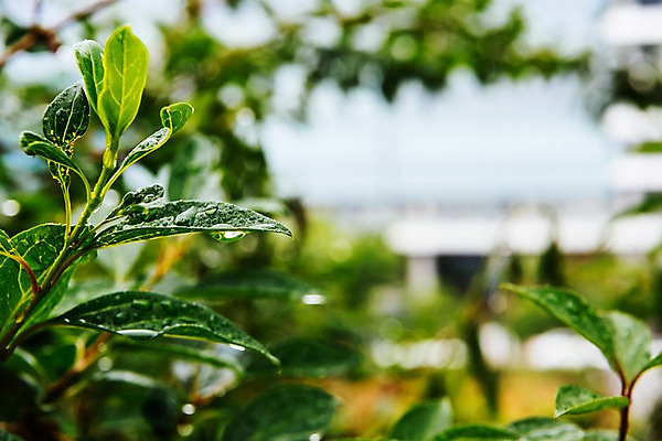 포토 JPG 주간 나뭇잎 사람없음 야외 아웃포커스 여름 비 빗방울 장마 국내포토 자연요소 계절 잎 날씨 촬영기법 비_날씨 파일형식