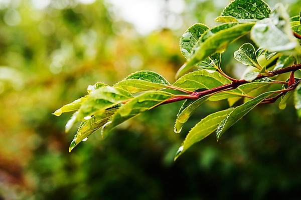 포토 JPG 주간 나무 나뭇잎 사람없음 야외 아웃포커스 여름 비 빗방울 장마 국내포토 자연요소 식물 계절 잎 날씨 촬영기법 비_날씨 파일형식
