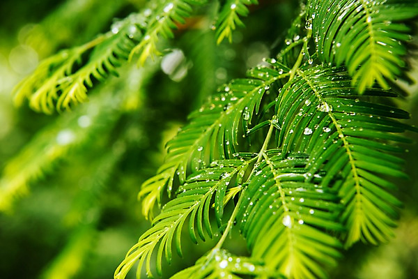 포토 JPG 주간 나뭇잎 근접촬영 사람없음 야외 아웃포커스 여름 비 빗방울 장마 국내포토 자연요소 계절 뷰포인트 잎 날씨 촬영기법 비_날씨 파일형식