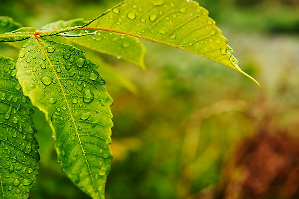 포토 JPG 주간 나뭇잎 근접촬영 사람없음 야외 아웃포커스 여름 비 빗방울 장마 국내포토 자연요소 계절 뷰포인트 잎 날씨 촬영기법 비_날씨 파일형식