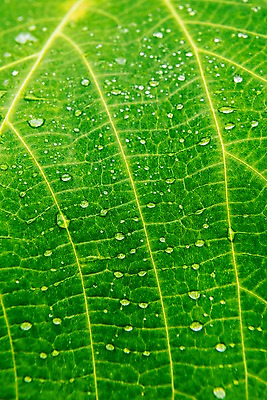 포토 JPG 주간 나뭇잎 근접촬영 사람없음 야외 여름 비 빗방울 장마 국내포토 자연요소 계절 뷰포인트 잎 날씨 비_날씨 파일형식