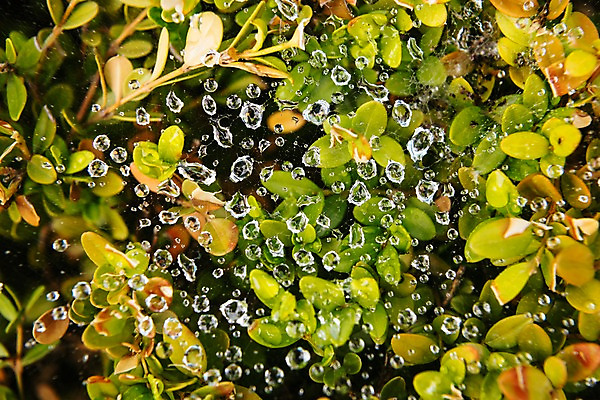 포토 JPG 주간 나뭇잎 근접촬영 사람없음 야외 여름 비 빗방울 장마 국내포토 자연요소 계절 뷰포인트 잎 날씨 비_날씨 파일형식