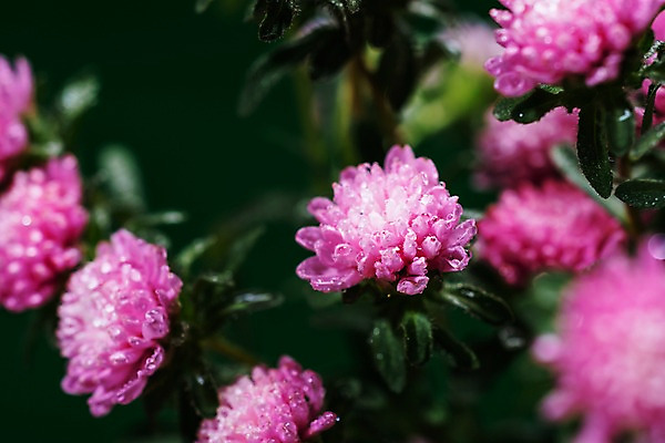 포토 JPG 주간 꽃 근접촬영 사람없음 야외 아웃포커스 여름 비 빗방울 장마 과꽃 국내포토 자연요소 식물 계절 뷰포인트 날씨 촬영기법 비_날씨 파일형식
