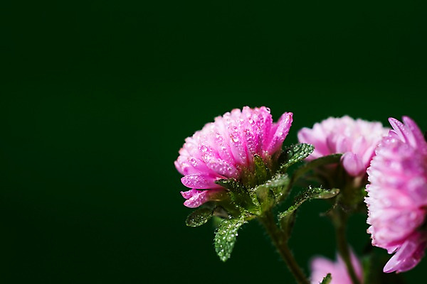 포토 JPG 주간 꽃 근접촬영 사람없음 야외 아웃포커스 여름 비 빗방울 장마 과꽃 국내포토 자연요소 식물 계절 뷰포인트 날씨 촬영기법 비_날씨 파일형식