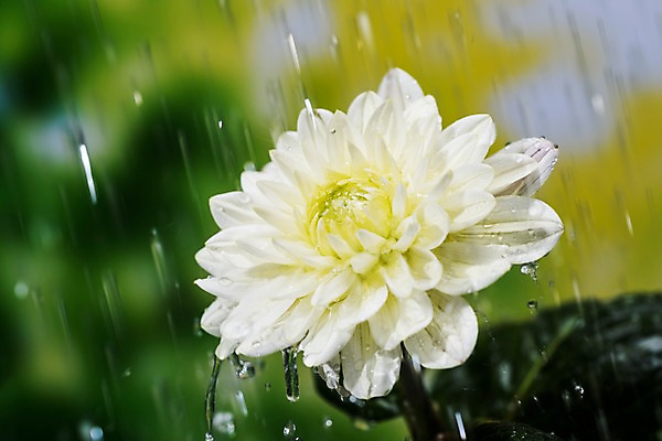 포토 JPG 주간 꽃 근접촬영 사람없음 야외 아웃포커스 여름 비 빗방울 달리아 장마 국내포토 자연요소 식물 계절 뷰포인트 날씨 촬영기법 비_날씨 파일형식