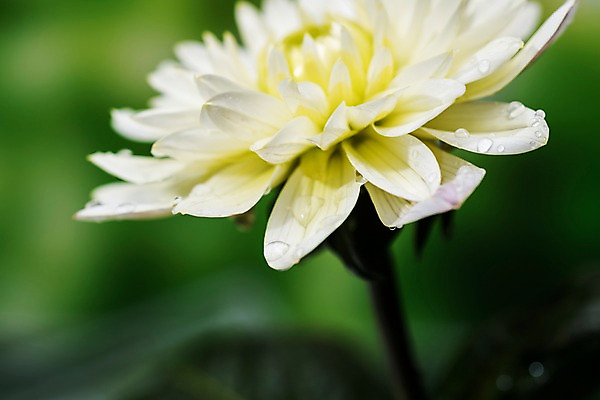 포토 JPG 주간 꽃 근접촬영 사람없음 야외 아웃포커스 여름 비 빗방울 달리아 장마 국내포토 자연요소 식물 계절 뷰포인트 날씨 촬영기법 비_날씨 파일형식