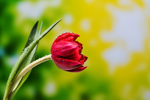 포토 JPG 주간 꽃 근접촬영 사람없음 야외 아웃포커스 여름 튤립 비 빗방울 장마 국내포토 자연요소 식물 계절 뷰포인트 날씨 촬영기법 비_날씨 파일형식