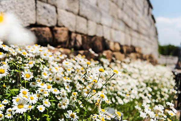 포토 JPG 주간 전통 꽃 꽃밭 한국건축 자연 한국 풍경 사람없음 야외 아웃포커스 트래킹 성 민들레 인왕산 한양도성 국내포토 자연요소 식물 건축물 건축 아시아 레저 산 서울 촬영기법 생태계 파일형식