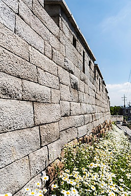 포토 JPG 주간 전통 꽃 길 꽃밭 한국건축 자동차 하늘 한국 돌담 사람없음 야외 트래킹 성 민들레 성곽길 인왕산 한양도성 국내포토 자연요소 식물 건축물 건축 아시아 육상교통 레저 산 서울 담장 돌_바위 파일형식