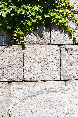 포토 JPG 주간 전통 한국건축 한국 돌담 사람없음 야외 성 담쟁이덩굴 인왕산 한양도성 국내포토 자연요소 건축물 건축 아시아 산 서울 담장 돌_바위 덩굴 파일형식