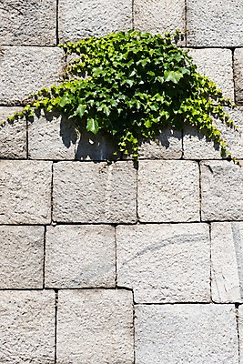 포토 JPG 주간 전통 한국건축 한국 돌담 사람없음 야외 성 담쟁이덩굴 인왕산 한양도성 국내포토 자연요소 건축물 건축 아시아 산 서울 담장 돌_바위 덩굴 파일형식