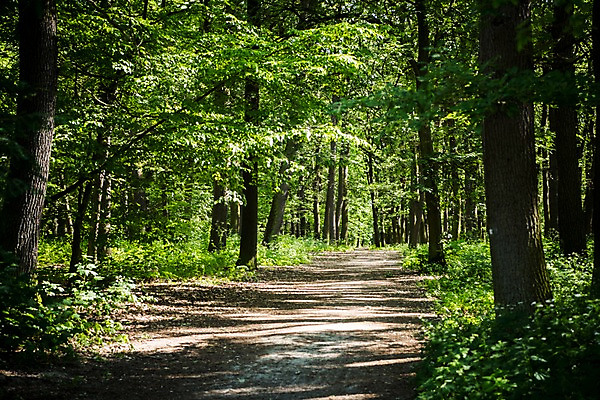포토 JPG 주간 나무 해외풍경 해외 공원 유럽 길 유럽풍경 풍경 사람없음 야외 숲 체코 프라하 동유럽 국내포토 자연요소 식물 공공시설 나라 파일형식