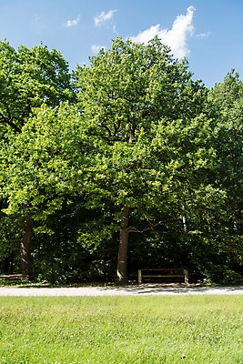 포토 JPG 주간 나무 해외풍경 해외 공원 유럽 유럽풍경 하늘 풍경 초원 사람없음 야외 체코 프라하 동유럽 국내포토 자연요소 식물 공공시설 나라 파일형식