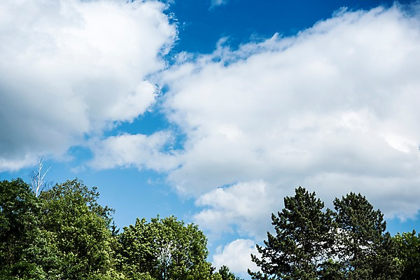 포토 JPG 주간 나무 구름 해외풍경 해외 유럽 유럽풍경 하늘 풍경 사람없음 야외 체코 프라하 동유럽 국내포토 자연요소 식물 나라 파일형식