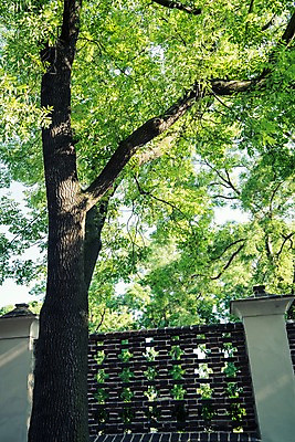 포토 JPG 주간 나무 해외풍경 해외 유럽 유럽풍경 풍경 사람없음 야외 빛 울타리 체코 프라하 동유럽 국내포토 자연요소 식물 나라 담장 파일형식
