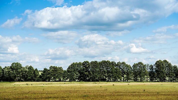 포토 JPG 주간 나무 구름 해외풍경 해외 유럽 유럽풍경 하늘 풍경 초원 사람없음 야외 체코 프라하 동유럽 국내포토 자연요소 식물 나라 파일형식