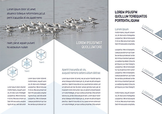 템플릿 편집 표지디자인 북디자인 출판디자인 내지 리플렛 북커버 여러마리 3단접지 갈매기 그래프 팜플렛 해변 사람없음 이미지템플릿 AI파일 바다 다수 조류 파일형식 벡터