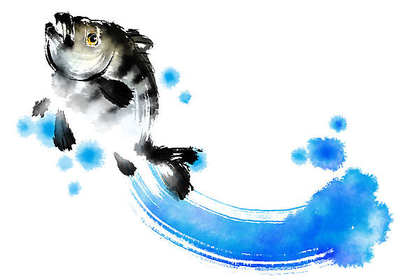 PSD 한마리 일러스트 캘리그라피 자연 붓터치 어류 사람없음 해산물 돌돔 국내일러스트 1 수중동물 생태계 파일형식