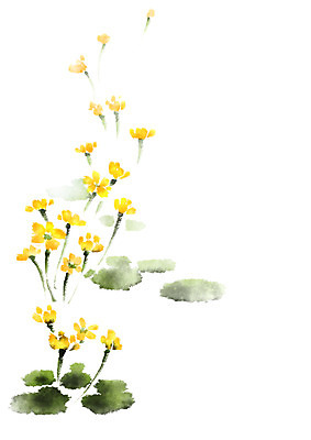 PSD 꽃 여러송이 일러스트 캘리그라피 자연 사람없음 노란색 국내일러스트 식물 컬러 다수 생태계 파일형식