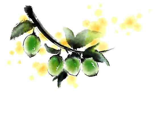 PSD 열매 음식 잎 일러스트 캘리그라피 자연 사람없음 나뭇가지 매실 국내일러스트 나무 식물 생태계 파일형식