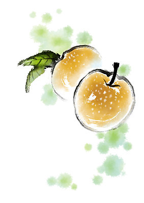 PSD 열매 음식 잎 일러스트 캘리그라피 자연 사람없음 배 국내일러스트 식물 과일 생태계 파일형식