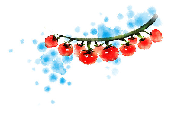 PSD 열매 음식 토마토 일러스트 캘리그라피 자연 사람없음 국내일러스트 식물 채소 생태계 파일형식