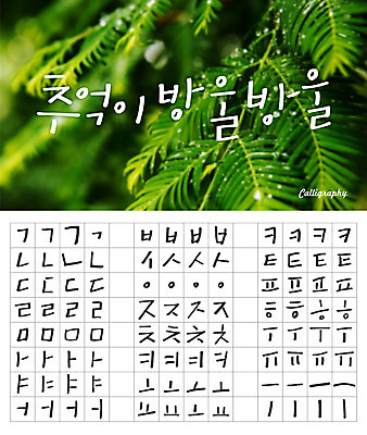 손글씨 캘리배경 백그라운드 일러스트 캘리그라피 나뭇잎 타이포그라피 한글 사람없음 세트 감성 모음 자음 조합형타이포 국내일러스트 AI파일 문자 컨셉 잎 파일형식 벡터
