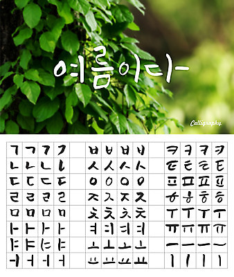 식물 손글씨 캘리배경 백그라운드 일러스트 캘리그라피 나뭇잎 타이포그라피 한글 사람없음 여름 세트 감성 모음 자음 조합형타이포 국내일러스트 AI파일 문자 계절 컨셉 잎 파일형식 벡터