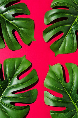 포토 JPG 스튜디오촬영 컬러 나뭇잎 실내 사람없음 여름 컬러풀 진분홍색 국내포토 계절 분홍색 잎 내부 파일형식