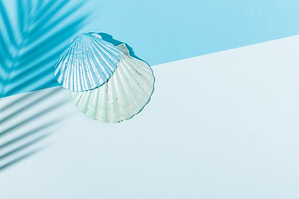 포토 JPG 스튜디오촬영 컬러 하늘색 나뭇잎 실내 그림자 사람없음 여름 컬러풀 조개껍데기 국내포토 계절 잎 조개 내부 파란색 파일형식