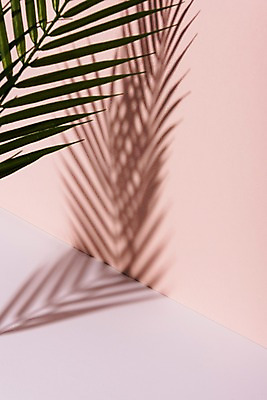 포토 JPG 스튜디오촬영 컬러 나뭇잎 실내 그림자 사람없음 컬러풀 국내포토 잎 내부 파일형식