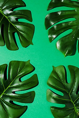 포토 JPG 스튜디오촬영 컬러 나뭇잎 실내 사람없음 초록색 국내포토 잎 내부 파일형식