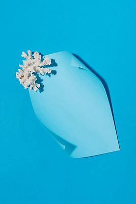 포토 JPG 스튜디오촬영 종이 컬러 하늘색 실내 사람없음 여름 컬러풀 산호 국내포토 계절 내부 파란색 자포동물 파일형식