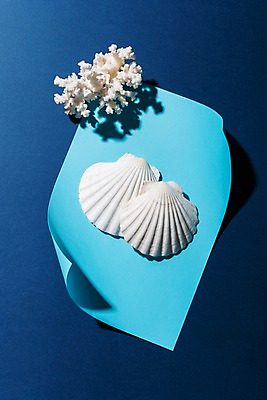 포토 JPG 스튜디오촬영 종이 컬러 하늘색 조개 실내 사람없음 여름 컬러풀 조개껍데기 산호 국내포토 계절 어패류 내부 파란색 자포동물 파일형식