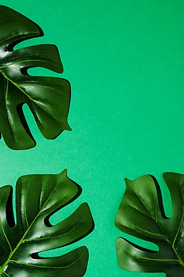 포토 JPG 스튜디오촬영 컬러 나뭇잎 실내 사람없음 초록색 국내포토 잎 내부 파일형식