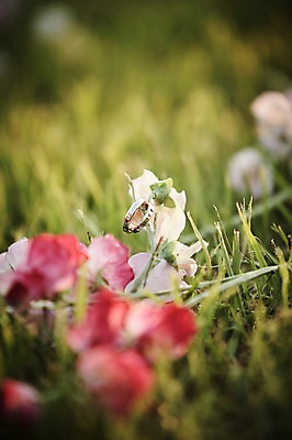 포토 JPG 주간 공원 꽃 잔디 사람없음 야외 아웃포커스 국내포토 자연요소 식물 공공시설 촬영기법 파일형식
