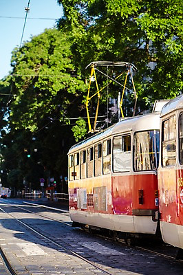 포토 JPG 주간 나무 해외풍경 해외 유럽 도로 유럽풍경 풍경 사람없음 야외 체코 프라하 동유럽 트램 국내포토 자연요소 식물 나라 길 교통수단 교통시설 파일형식