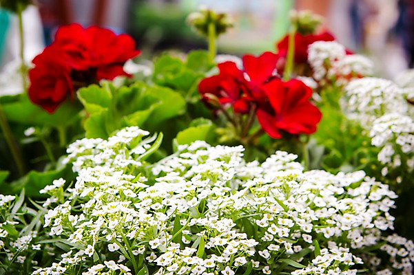 포토 JPG 주간 해외풍경 해외 꽃 유럽 유럽풍경 풍경 사람없음 야외 체코 프라하 동유럽 국내포토 자연요소 식물 나라 파일형식