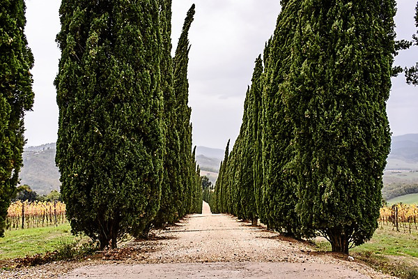 포토 JPG 주간 나무 해외풍경 유럽 길 유럽풍경 풍경 초원 사람없음 야외 농장 이탈리아 국내포토 자연요소 식물 해외 나라 농업 파일형식