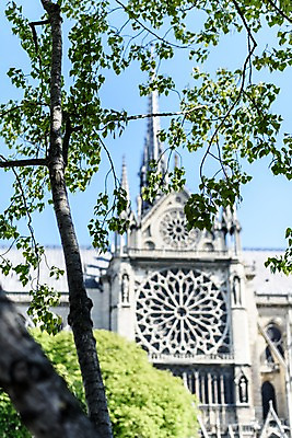 포토 JPG 주간 나무 해외풍경 유럽 유럽풍경 풍경 사람없음 야외 건물 아웃포커스 파리_프랑스 노트르담 국내포토 자연요소 식물 해외 건축물 나라 촬영기법 프랑스 파일형식